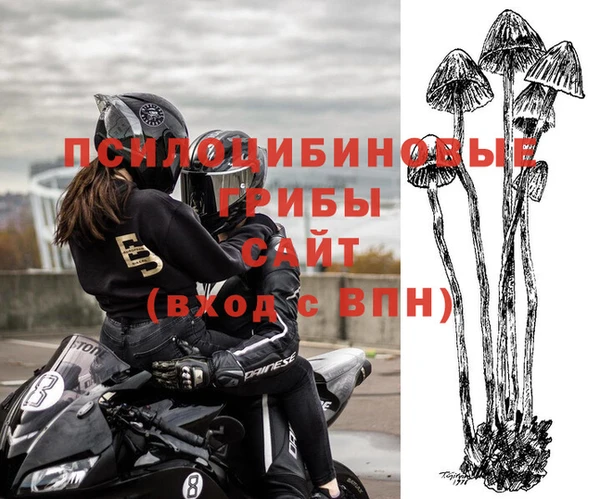 хмурый Аркадак